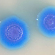 Image for article titled Immaculate Creation: Birth of the First Synthetic Cell
